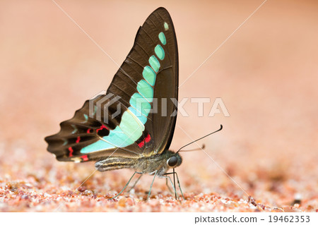 Butterfly common jay eaten mineral on sand. 19462353