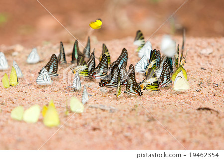 Group of butterflies common jay eaten mineral Group of butterflies common jay eaten mineral 19462354