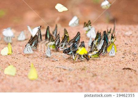 Group of butterflies common jay eaten mineral Group of butterflies common jay eaten mineral 19462355