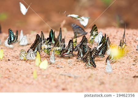 Group of butterflies common jay eaten mineral 19462356