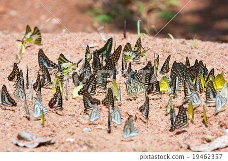 Group of butterflies common jay eaten mineral Group of butterflies common jay eaten mineral 19462357