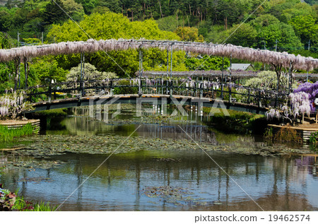 足利花卉園富士盛開 19462574