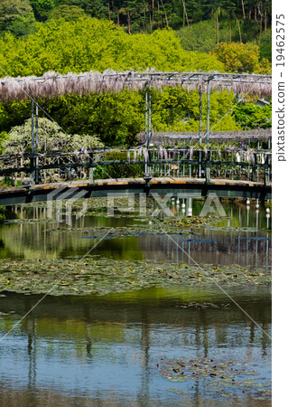 足利花卉園富士盛開 19462575