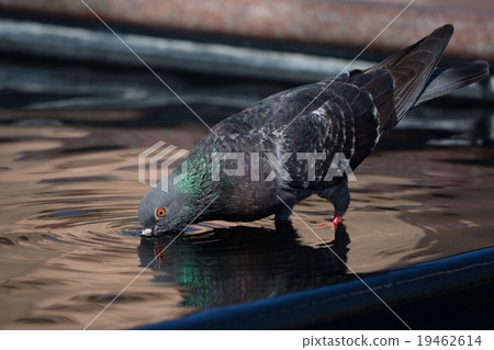 Pigeon drinks in city fountain 19462614