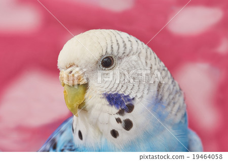 wavy parrot girl 19464058