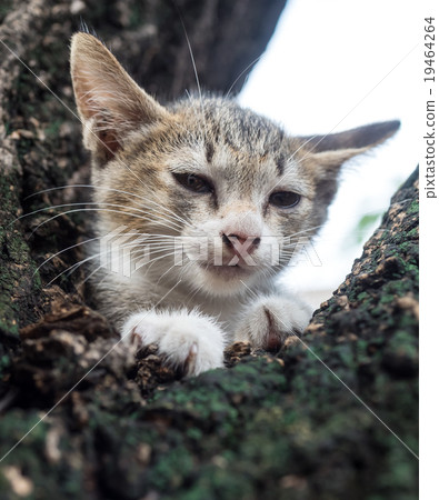 Pity cute kitten on tree 19464264