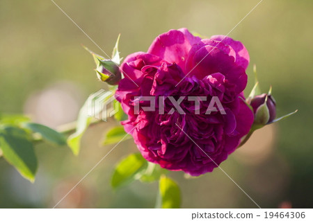 rose rose 19464306