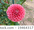 Dahlia 19464317