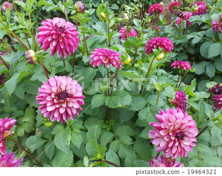 Dahlia Dahlia 19464321