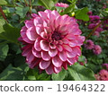 Dahlia 19464322