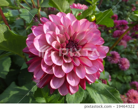 Dahlia 19464322