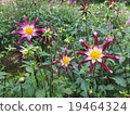 Dahlia 19464324