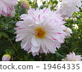 Dahlia 19464335