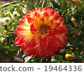 Dahlia 19464336