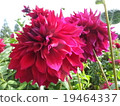Dahlia 19464337