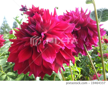 大麗花 19464337