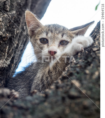 Pity cute kitten on tree Pity cute kitten on tree 19464518