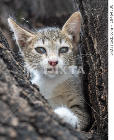 Pity cute kitten on tree 19464530