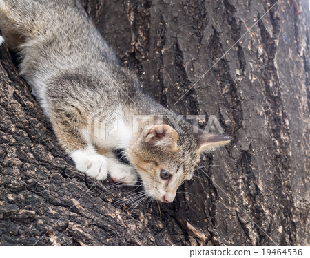 Pity cute kitten on tree Pity cute kitten on tree 19464536