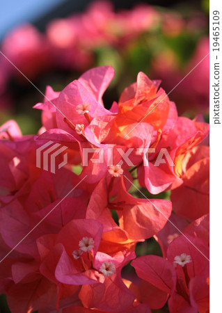 Bougainvillea (dark pink) 3 19465109
