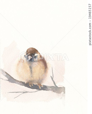 Sparrow illustration Sparrow illustration 19465157