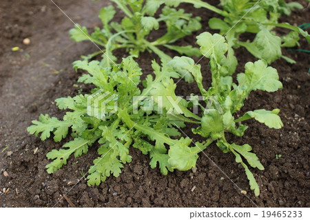 Haruna field Haruna field 19465233