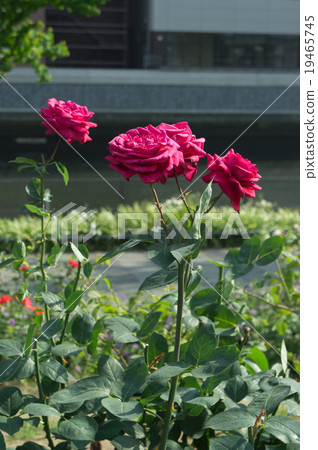 Nakanoshima Park Rose Garden ~ Danjiri Muso 19465745