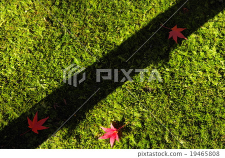 苔蘚和楓樹 19465808