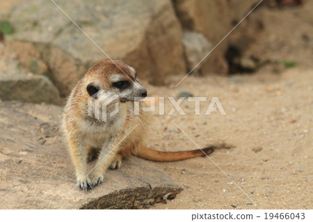 small meercat resting small meercat resting 19466043