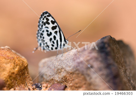 Butterfly common quaker eaten mineral on sand. Butterfly common quaker eaten mineral on sand. 19466303