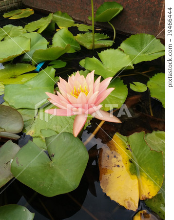 Beautiful Orange Lotus 19466444