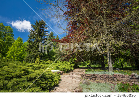 Green Trees And Bushes In Spring Garden Green Trees And Bushes In Spring Garden 19466850