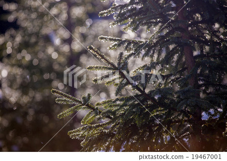 Background of Christmas tree branches 19467001