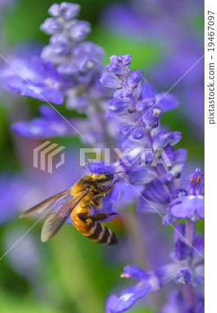 Bee swarm the flowers in the garden 19467097