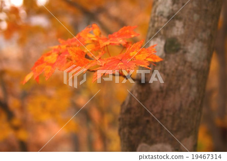 信州染成了生動的秋葉，白馬村的秋天 19467314