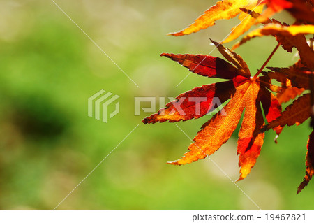 autumn autumn 19467821