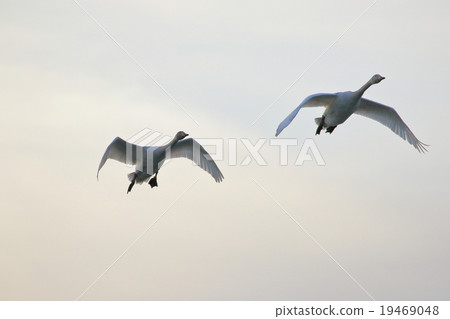 天鵝 天鵝 19469048