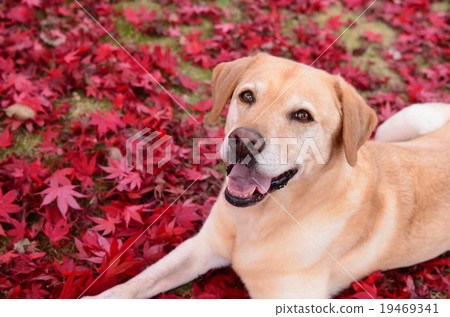 It's autumn♪ It's autumn♪ 19469341
