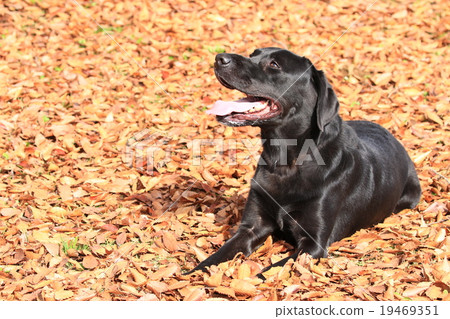 It's autumn♪ It's autumn♪ 19469351