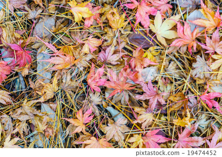 Red Yellow autumn maple leaves on fresh spring green grass Red Yellow autumn maple leaves on fresh spring green grass 19474452