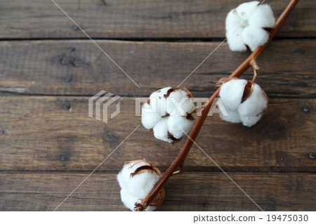 Dry cotton flower 19475030