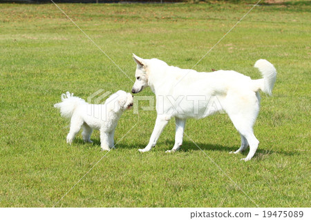 Konnuzu是♪ 19475089