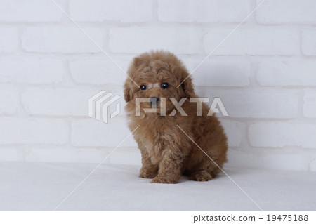 坐在玩具貴賓犬 坐在玩具貴賓犬 19475188