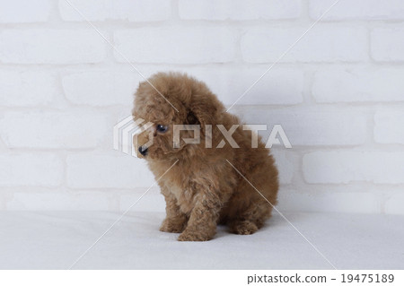 有點緊張的玩具貴賓犬 有點緊張的玩具貴賓犬 19475189