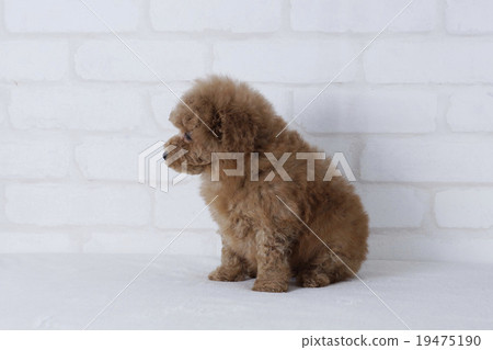 面向側面的玩具貴賓犬 面向側面的玩具貴賓犬 19475190