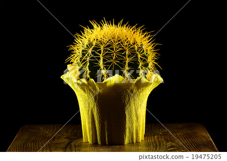 Yellow round cactus gift wrapped Yellow round cactus gift wrapped 19475205