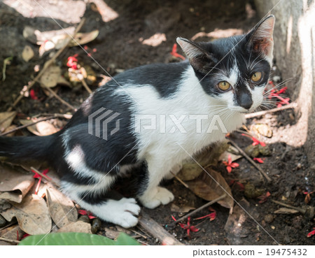 Little cute kitten in toilet position 19475432