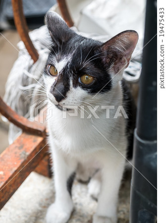 Little cute kitten sit on outdoor floor 19475433