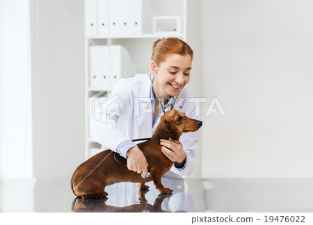 doctor with stethoscope and dog at vet clinic 19476022