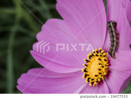 Vintage worm caterpillar on pink flower Vintage worm caterpillar on pink flower 19477555